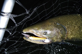 manistee salmon